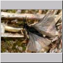 Stylops melittae - Faecherfluegler m51 5mm.jpg